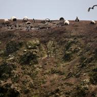 Poslední sběr se konal loni, ale s menším počtem ptáků bude „udržitelnost této činnosti ohrožena“, podotkla Cardenasová.