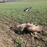 Úmyslné zabíjení dravců je v České republice rozšířené.