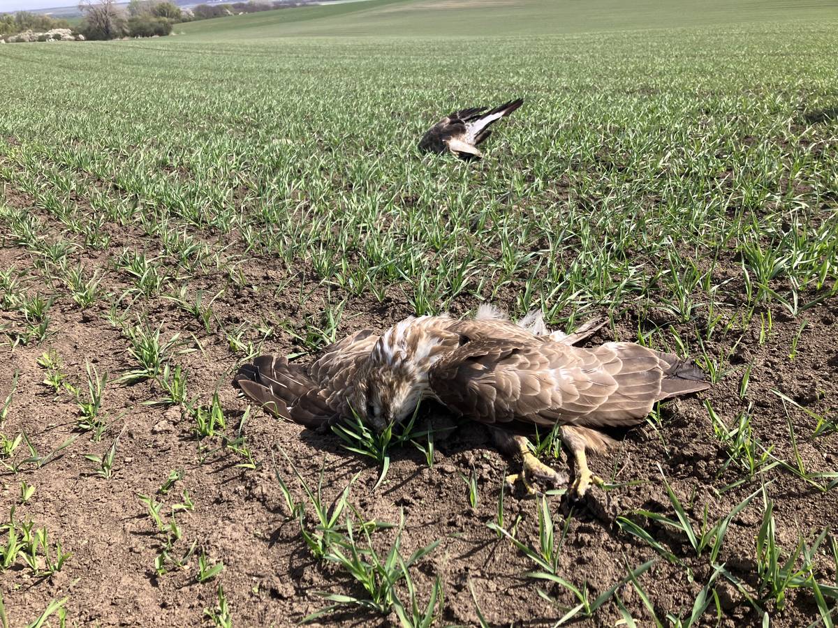 Úmyslné zabíjení dravců je v České republice rozšířené.