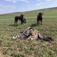 Běžně řeší Česká ornitologická společnost okolo 20-25 případů ročně.