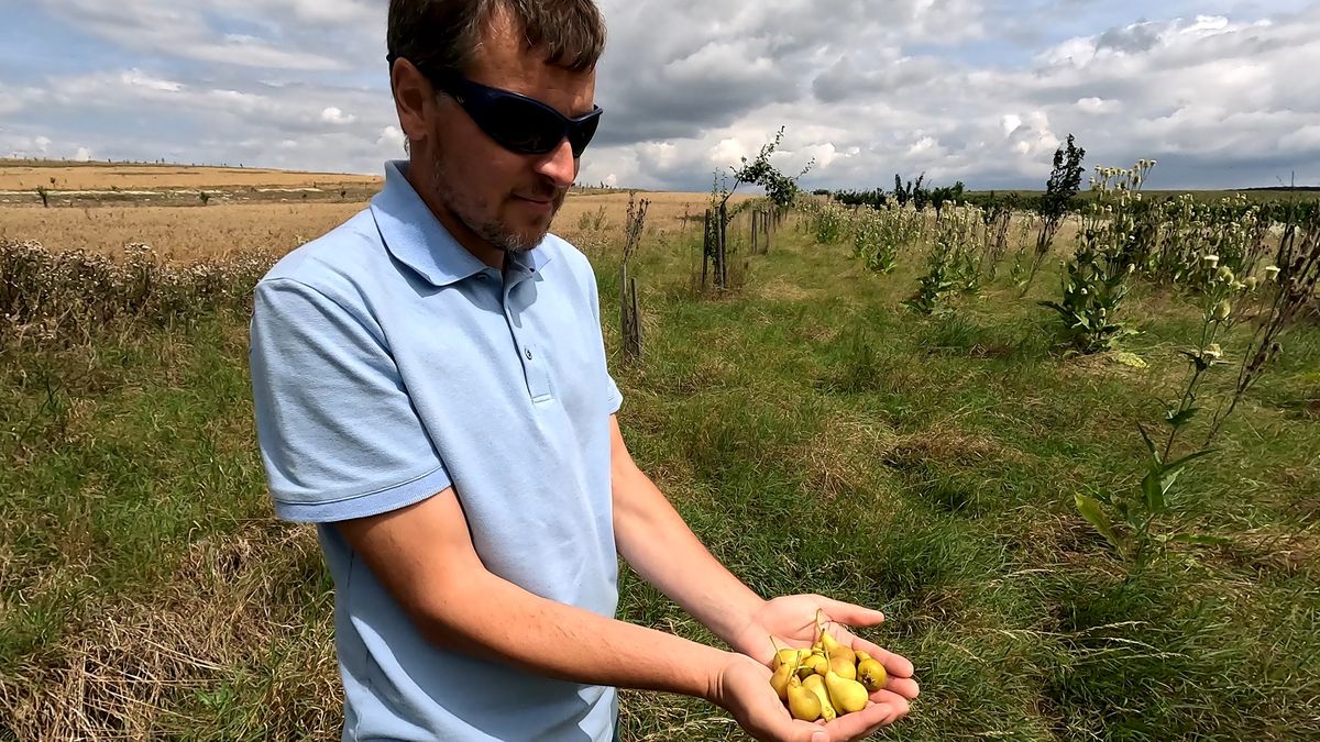 Farmář z Moravy pěstuje 177 druhů hrušek. Láká na degustace