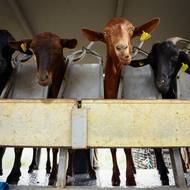 Většinu příjmů z prodeje mléka a od obcí, které platí za program prevence lesních požárů, však vynakládají na pořízení lepšího vybavení. „Neděláme to pro peníze, věříme v jiný způsob života a hospodaření s půdou,“ uvedli pro agenturu Reuters.