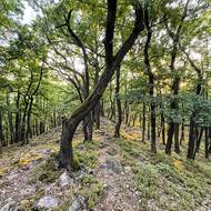 Cesta k hradišti Pišťák.