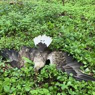 Nejčastěji používaným jedem je vysoce toxický karbofuran.