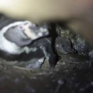 Peruánská státní agentura AgroRural napočítala v červnu 587 000 mořských ptáků, rozptýlených po 22 ostrovech a osmi pobřežních bodech. Mezi nimi byli kormoráni, terejové a pelikáni.