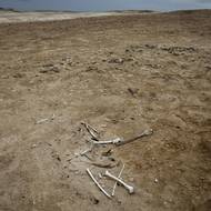 Loni pak populaci snížil nadměrný lov ančoviček, který je jejich hlavním zdrojem potravy.