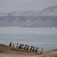 Tučňák Humboldtův byl už jednou na pokraji vyhynutí. Před více než sto lety pro něj představovala enormní hrozbu právě masivní těžba guána, ve kterém tito ptáci snadno budovali svá hnízda a s oblibou hnízdili. Na následky těžebních zásahů uhynulo nespočet hnízdících ptáků a spolu s nimi byly zlikvidovány i jejich nakladené snůšky.