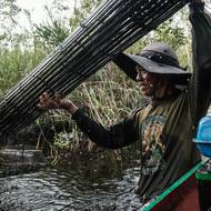 Obyvatelé Bangsalu se kdysi mohli spolehnout na rozsáhlé mokřady, kde se pásli jejich buvoli. Další příjem jim přinášely rybí pasti a malé rýžové pole. Infrastruktura plantáží brání správnému odtoku vody, což komplikuje pěstování rýže. (Muž kontroluje prázdnou rybářskou past podél kanálu vybudovaného v rašeliništním lese, 11. června.)