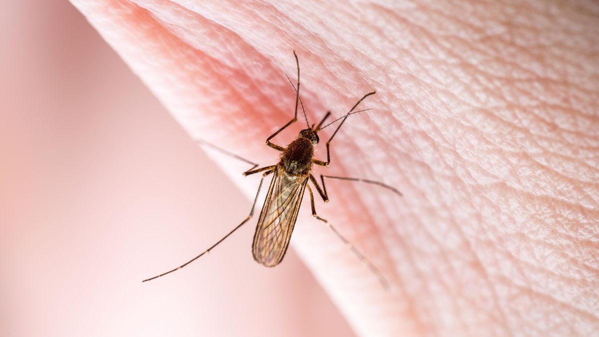 Obětí západonilské horečky v Itálii přibývá. Epidemiolog radí, jak se bránit