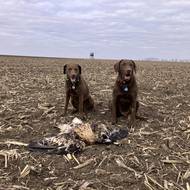 Speciálně vycvičení retrívři dokážou otrávené dravce najít.