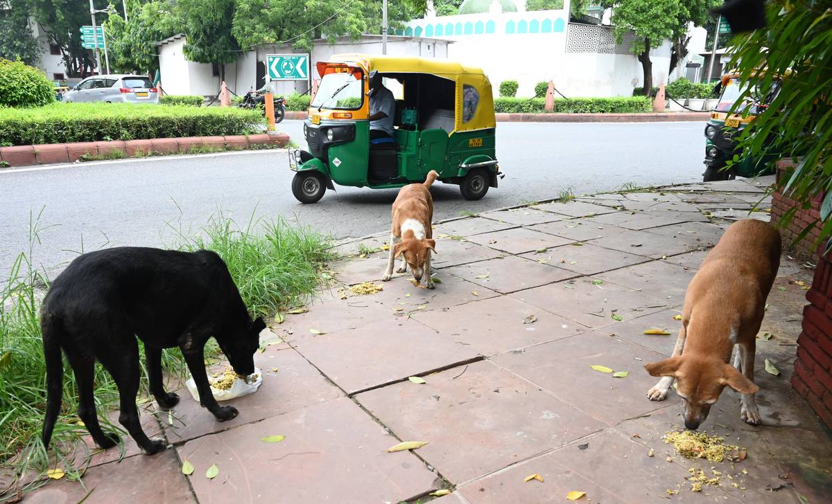 Indický soud v pondělí nařídil úřadům v hlavním městě Dillí a jeho předměstích, aby do osmi týdnů převezly zhruba milion zatoulaných psů do útulků.