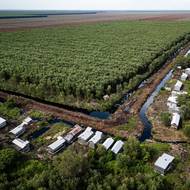 Rašeliniště jsou meziprostorem - není to voda ani země. Je to prostředí, které zpomaluje rozklad rostlin a vytváří rašelinu bohatou na uhlík. Zabírají pouhá tři procenta povrchu Země, ale obsahují odhadem 44 procent veškerého uhlíku v půdě. (Budky pro rorýsy, které postavili členové místní komunity na hranici mezi rašeliništním lesem a akáciovou plantáží, aby zabránili rozšiřování plantáže, 11. června.)
