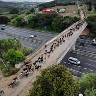 Za doprovodu symfonie zvonků klusá zhruba 300 černých, hnědých a strakatých koz po dlážděné silnici v severním Katalánsku. Stádo každou chvíli zastavuje, aby s chutí okusovalo suché keře lemující okraje lesa.