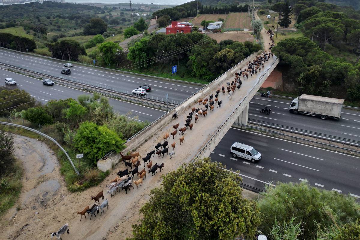 Za doprovodu symfonie zvonků klusá zhruba 300 černých, hnědých a strakatých koz po dlážděné silnici v severním Katalánsku. Stádo každou chvíli zastavuje, aby s chutí okusovalo suché keře lemující okraje lesa.