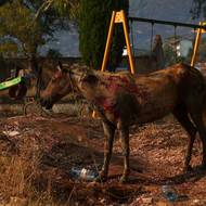 Klimatická změna podle nich navíc prodlužuje požární sezonu v Evropě, jelikož se zvyšuje počet dnů s příznivými podmínkami pro šíření ohně.
(Kůň poblíž lesního požáru v Delvině v Albánii, 13. srpna.)