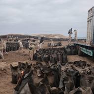 Hnojivo bohaté na živiny se sbírá každých pět let pod dohledem vlády a vyváží se v kontrolovaných množstvích. 