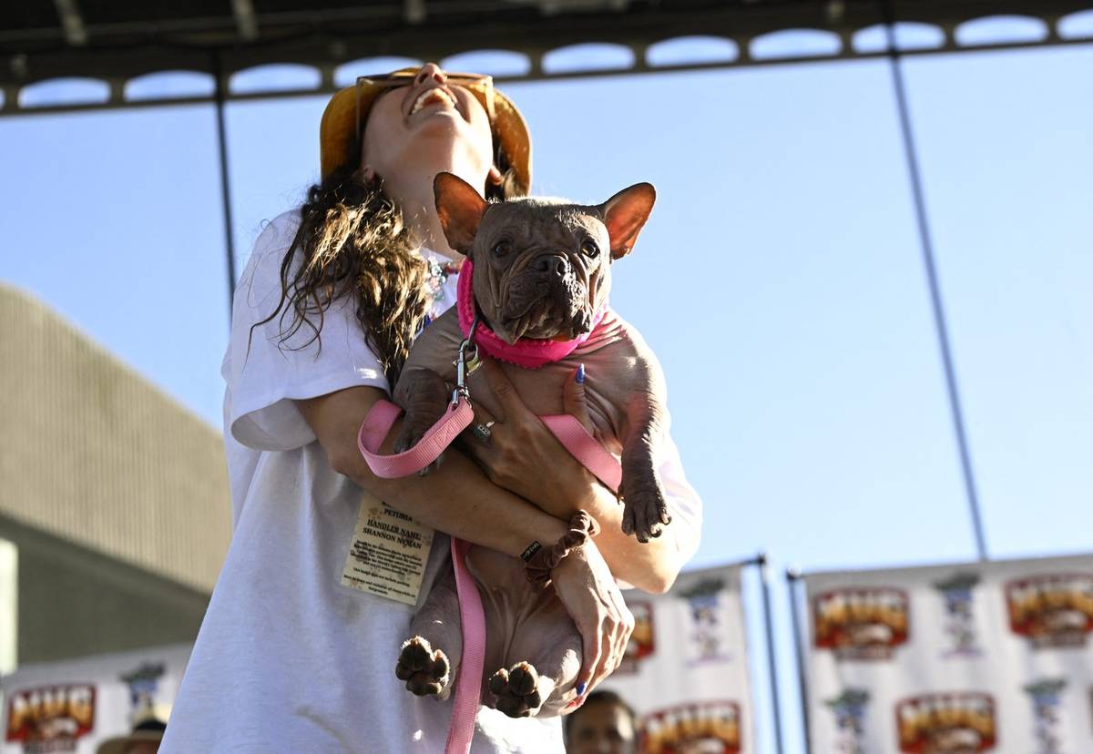 Petunia byla 8. srpna korunována vítězkou letošního ročníku soutěže „Nejošklivější pes světa“, po boku své majitelky Shannon Nymanové.