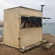 Cardenasová monitoruje mořský život v rezervaci Punta San Juan, která se nachází přibližně 530 kilometrů jižně od Limy.