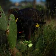 Kozy jsou známé svou neutuchající chutí k jídlu, živí se dokonce i trnitými rostlinami, jako jsou kaktusy nebo bodláky, což je činí ideálními pro odstraňování křovin a jiných hořlavých materiálů a vytváření přirozených protipožárních pásů.