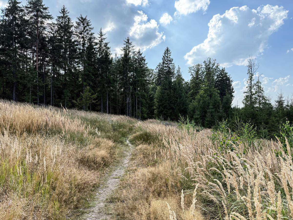 Z údolí stoupej do centra Hřebenů. Vyrazit lze například po modré turistické značce z Dobřichovic.
