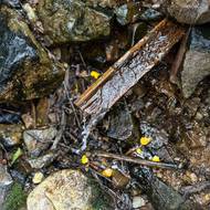 Velké množství pramenů sytí …