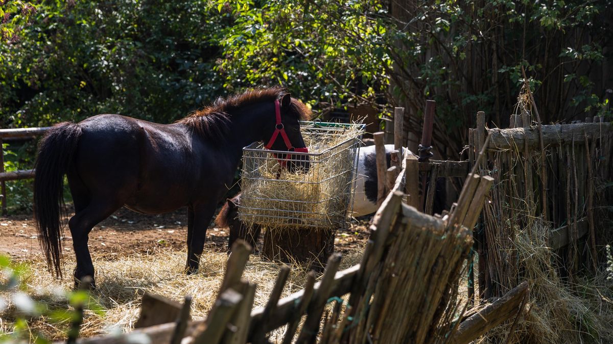 Veterináři navrhnou odebrání zvířat ze zooparku ve Zvoli, odkud utekl lev