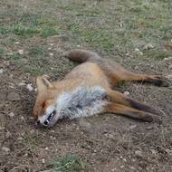 Obětí se často stávají i jiná divoká zvířata.