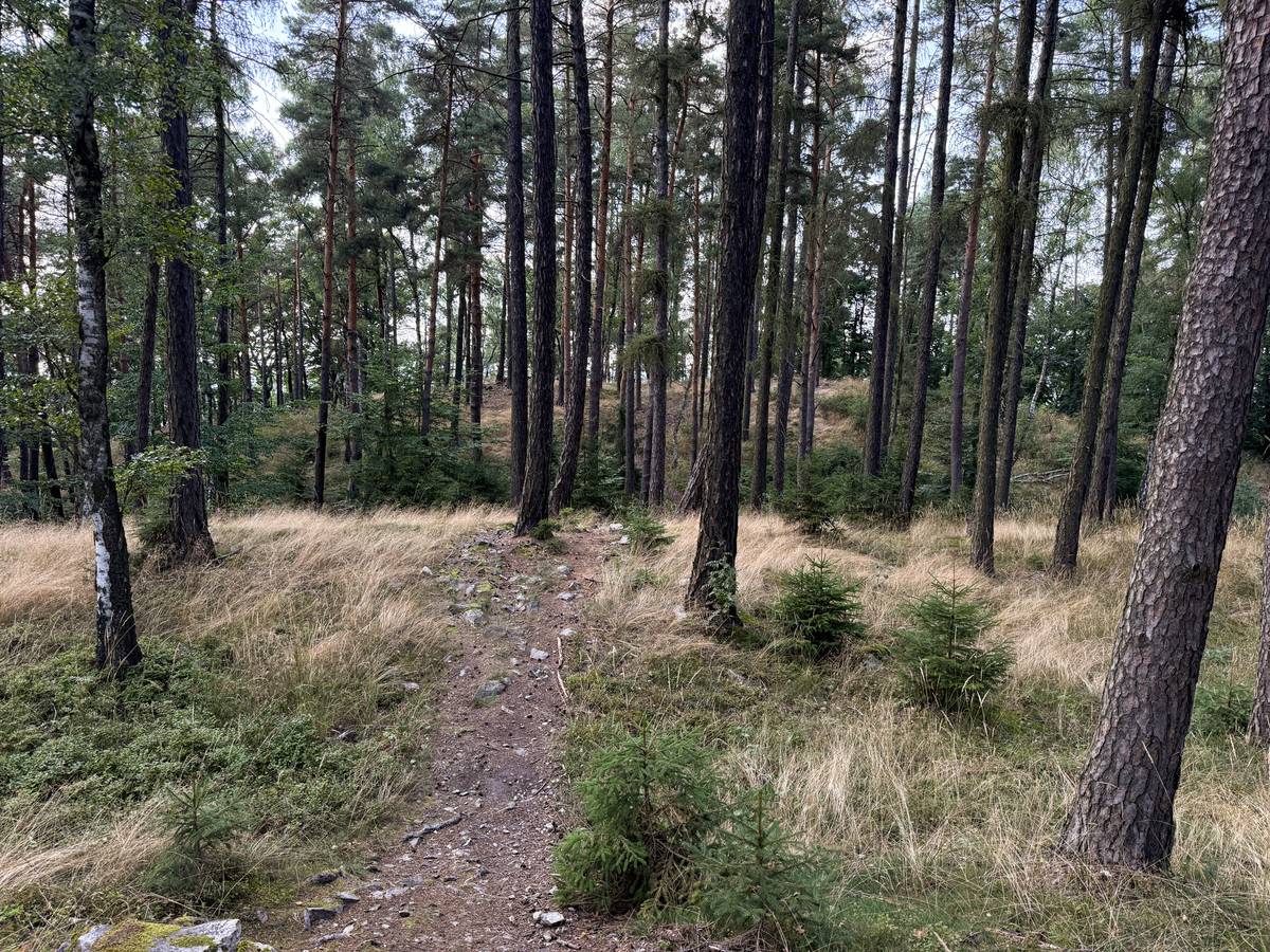 Vrchol Hvíždince je zarostlý, jako většina zdejších kopců.