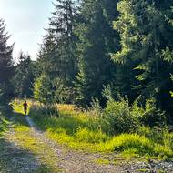 Na lesních širokých cestách nejste sami.