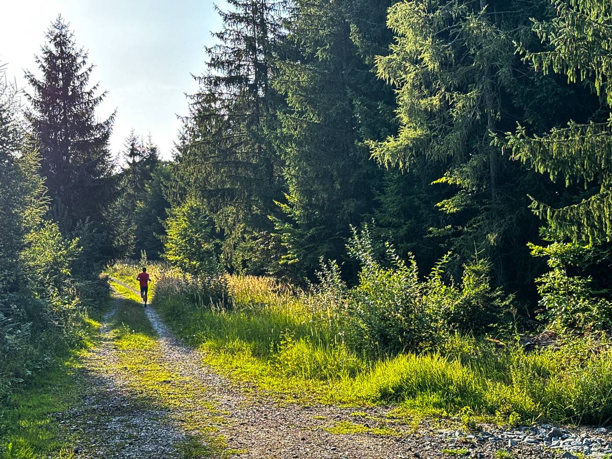 Na lesních širokých cestách nejste sami.