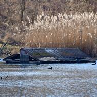 Nad vodní hladinu nádrže nedaleko karvinského moře stále vyčnívají zbytky domů, které tu stávaly. Poddolované území po čase zaplavila voda.