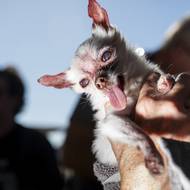 Soutěž dává psům bez zubů, s visícím jazykem, problémy se srstí, chybějícíma očima, deformovanýma nohama a dalšími vadami šanci předvést svou jedinečnou krásu.