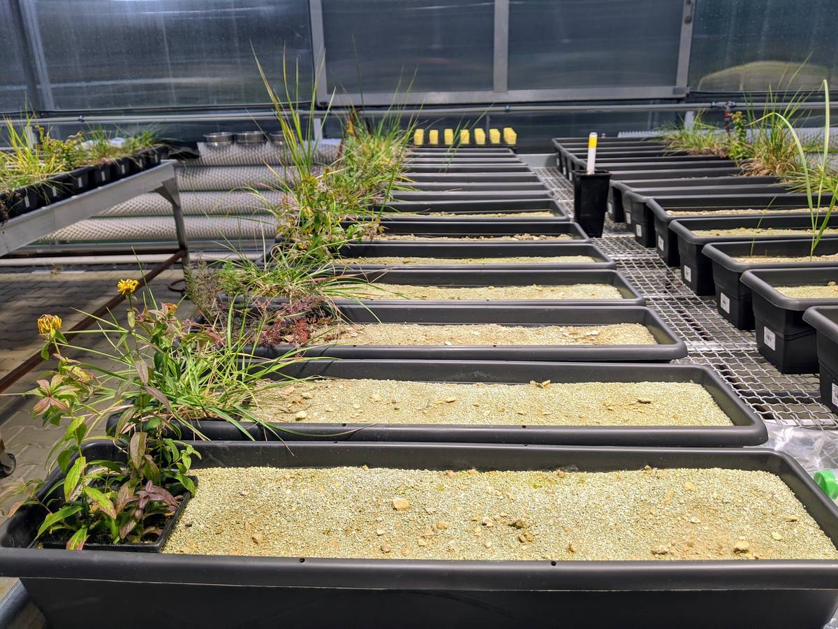 Truhlíky, ve kterých probíhaly pokusy