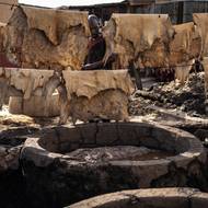 Zprostředkovatelé dodávají kůže do Evropy, kde procházejí dalším zpracováním, než jsou prodány luxusním značkám jako „Gucci, Ferragamo, Prada, Louis Vuitton, všem velkým jménům“, dodal Zein.

(Koželužna Majema, 11. září.)