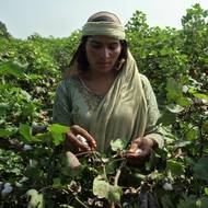 Úder pro zemědělství je také ranou pro výrobce. Průmyslníci tvrdí, že nedostatek bavlny se projeví v textilním sektoru, který je pro zemi hlavním zdrojem devizových příjmů, zatímco vývozci rýže varují, že Pákistán riskuje v důsledku růstu cen ztrátu konkurenceschopnosti vůči Indii. (Žena sbírá bavlnu na poli v Kabirwale, 18. září.)