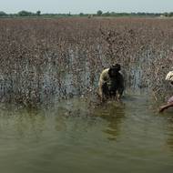 Provincie Paňdžáb, kde žije polovina z 240 milionů obyvatel země, je považována za obilnici Pákistánu. „Poškozeno bylo asi 50 % úrody rýže a 60 % úrody bavlny a kukuřice,“ uvedl Khalid Bath, předseda Pákistánské asociace zemědělců. (Farmáři kontrolují poškozenou úrodu bavlny, 18. září.) 