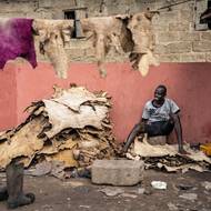 Tradiční koželužny se proto snaží emancipovat a zaměřovat se častěji také na domácí nebo regionální výrobce. „Naši zákazníci pocházejí ze severu i jihu a také exportujeme do sousedních zemí, jako je Niger, Kamerun, Čad, Benin a Evropa,“ řekl 52letý vedoucí koželužny Mustapha Umar.

(Koželužna Majema , 11. září.)