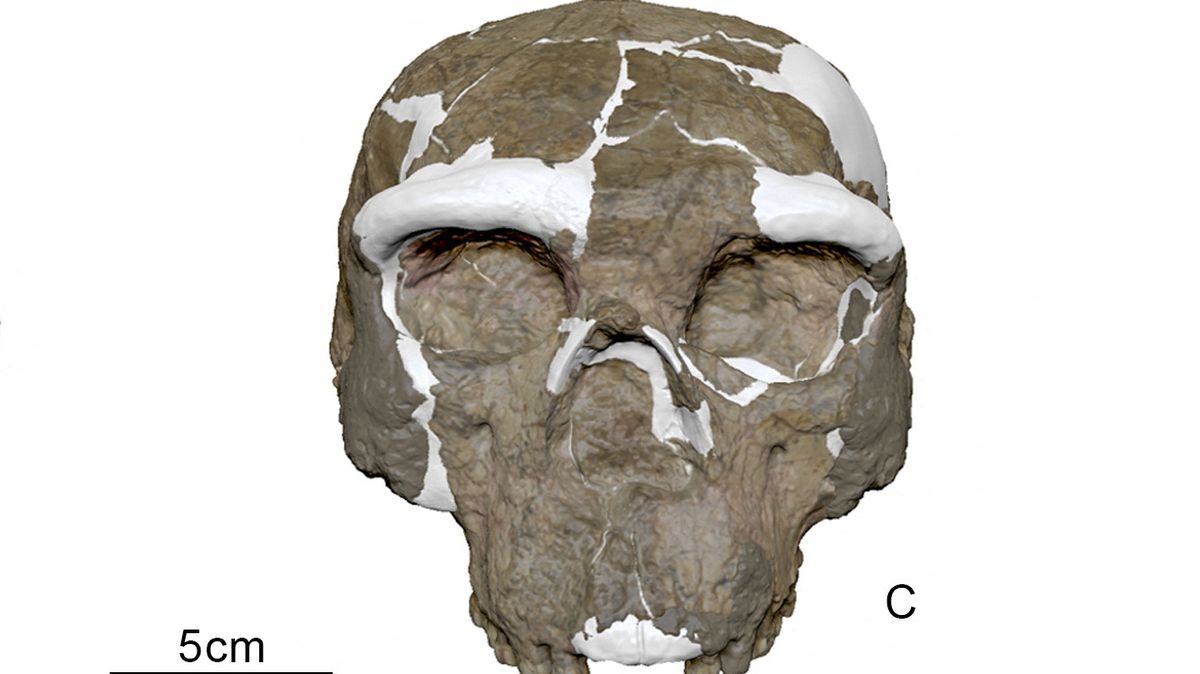 Studie lebky staré jeden milion let odkazuje na starší původ homo sapiens