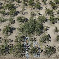 „Říkají, že je lepší prodat svou půdu, vydělat milion eur a do konce života odpočívat,“ řekl reportérům jeden z pěstitelů Thanasis Lakkos. On sám je ve 53 letech odhodlaný pokračovat, ale jeho syn rodinnou firmu převzít nechce. „Je to smutné, situace se zhoršuje, ale nedá se s tím nic dělat, tradice vymizí,“ dodal.