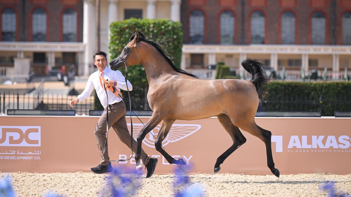 Praha se promění v metropoli arabských koní