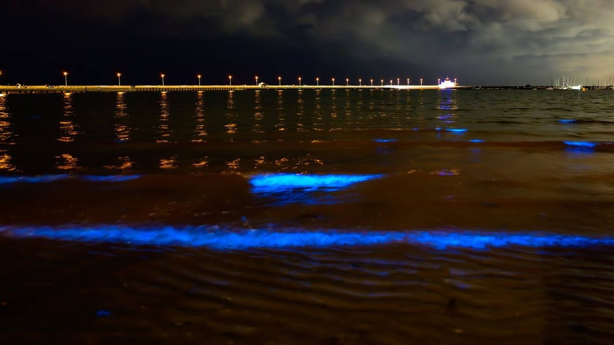 Magická podívaná z australské pláže. Pobřeží rozzářily zvláštní řasy