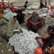 Místo toho rekordní monzunové deště od konce června, zesílené vypouštěním přehrad z Indie, zaplavily velké části Pandžábu a Sindhu, dvou nejlidnatějších a ekonomicky nejdůležitějších provincií. (Ženy odstraňují nečistoty z bavlny v pákistánském Kabirwale, 18. září.)