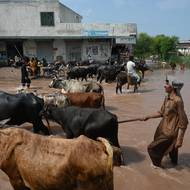 Podle Batha by ztráty mohly přesáhnout milion hektarů v hodnotě až bilionu rupií (3,53 miliardy dolarů). „To je něco, co jsme v posledních desetiletích nezažili,“ řekl Iqrar Ahmad Khan, bývalý rektor zemědělské univerzity ve Faisalábádu. (Pákistánci se snaží zachránit svůj dobytek, 29. srpna v Mandi Bahuddin v pákistánské provincii Pandžáb.)
