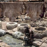 Nigérie vyváží 90 procent své kůže. Největšími odběrateli jsou Itálie a Španělsko, které tvoří přibližně tři čtvrtiny celkového objemu.

(Koželuh namáčí surové kůže do místního roztoku, aby odstranil chlupy, v tradiční koželužně Majema ve čtvrti Kofar Wambai ve městě Kano na severu Nigérie, 10. září.)