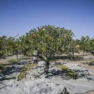 „Pistácií je málo,“ říká agentuře AFP sedmačtyřicetiletý albánský dělník Daso Shpata pod žhavým sluncem na řeckém ostrově Aegina.
(Sklizeň pistácií na řeckém ostrově Aegina, 25. srpna.)