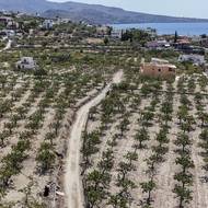 Ale ostrov s velkým počtem turistů, jen hodinu jízdy trajektem z Athén, má údajně nejchutnější pistácie v Řecku.