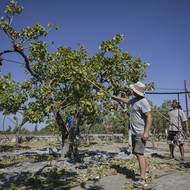 Podle řeckého statistického úřadu vyprodukovalo Řecko v roce 2023 téměř 22 000 tun pistácií. Podíl ostrova Aegina klesl z více než 2 600 tun na 2 300 tun.