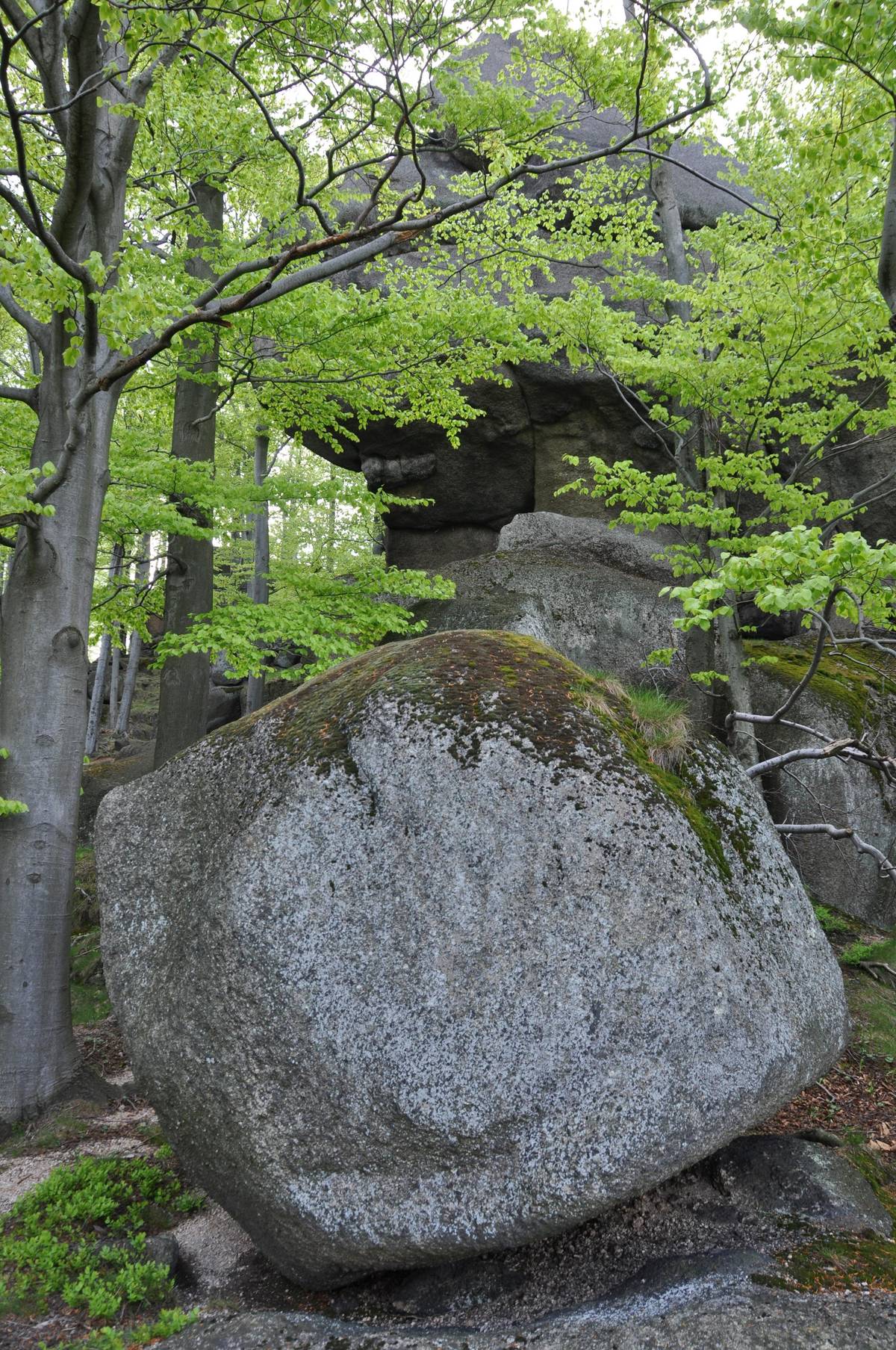 Jizerskohorské bučiny na jaře.
