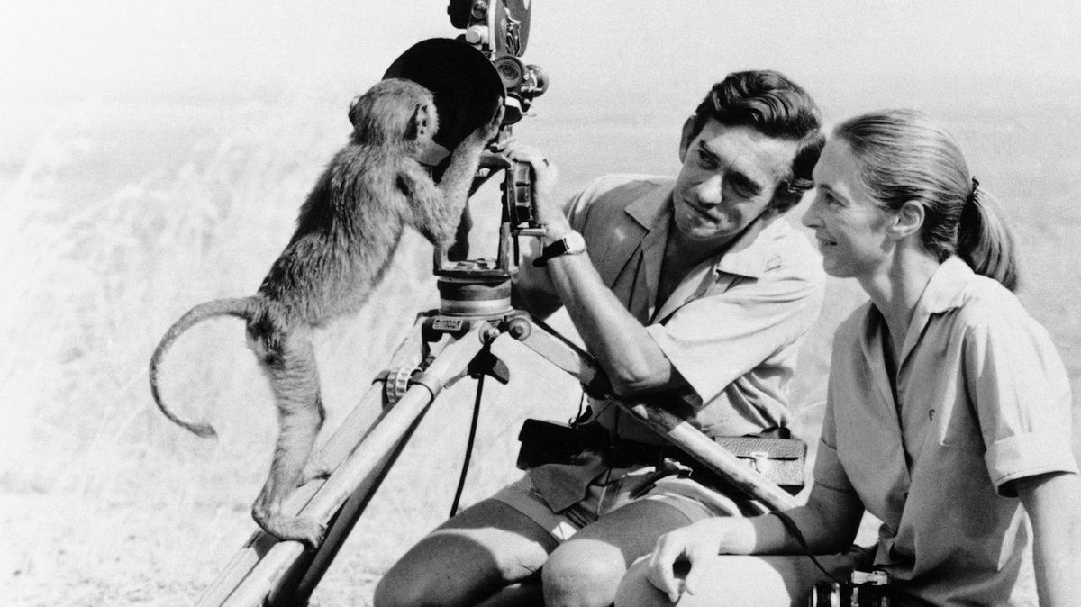 Fotky: Zemřela Jane Goodallová. Převrátila pohled na nejbližší příbuzné lidí