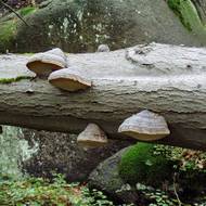 Jizerskohorské bučiny.